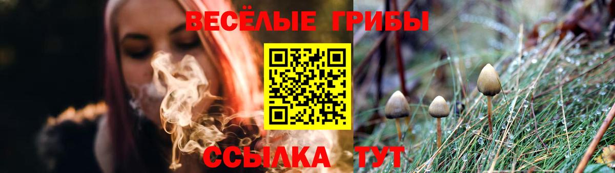 Курчалой  Псилоцибиновые грибы ЛСД  сколько стоит  Псилоцибиновые грибы прущие грибы  Вход с VPN 
